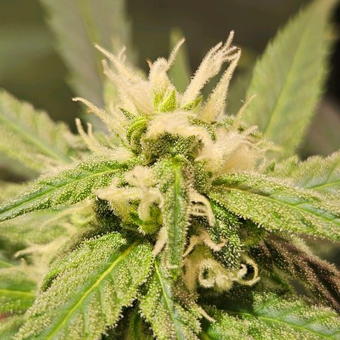 Gelatto#33 #2 growlog photo: Huelo su perfume y superfumado 