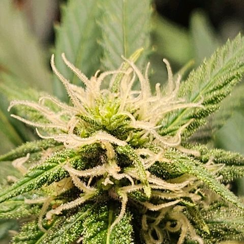 Gelatto#33 #3 growlog photo: Hoy el día esta gris ilikit