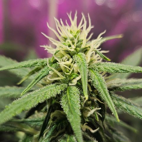 Gelatto#33 #1 growlog photo: Doy otra calada esta re loca como hada