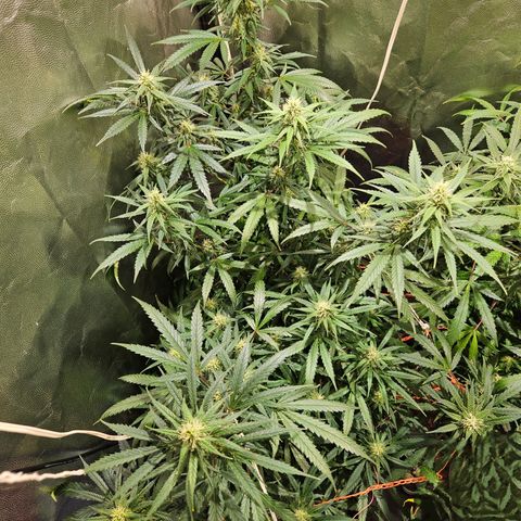 Gelatto#33 #1 growlog photo: Excelente color. Rico aroma. Cogollos grandes y densos. Unas 2 semanas más y empiezo a analizar el corte 
