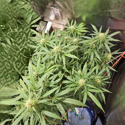 Gelatto#33 #2 growlog photo: Creció un poco en forma de matorral. Las puntas bien armadas y grandes. Olor diferente a las otras 2 no tan dulce. Lindo color, lindos cogollos