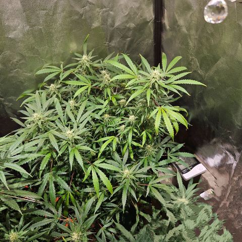 Gelatto#33 #3 growlog photo: Esta creció más como quería. El lst hizo salir muchas puntas. Exquisito olor. Cogollos HERMOSOS. Se los ven grandes y resinosos. Esta planta fue la que más sufrió(varias veces sin agua, una rama quebrada, menor riego que las otras) 
