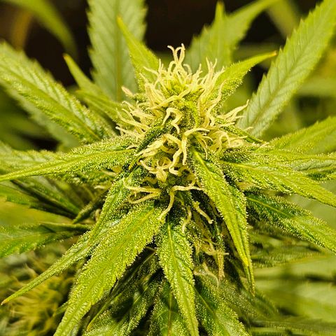 Gelatto#33 #1 growlog photo: Loscogordos