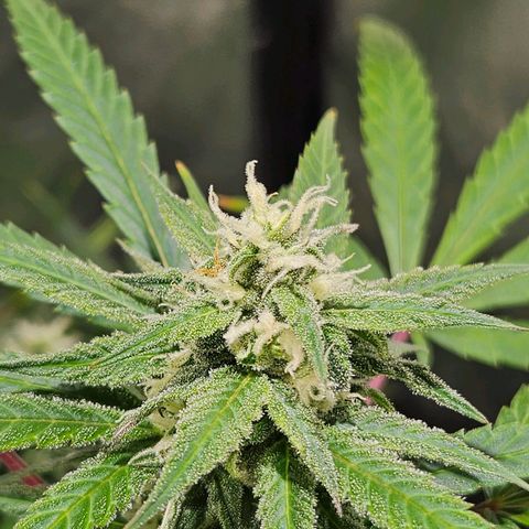 Gelatto#33 #1 growlog photo: Loscogordos