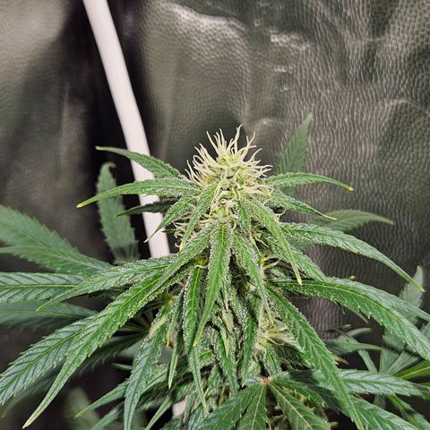 Gelatto#33 #1 growlog photo: Loscogordos