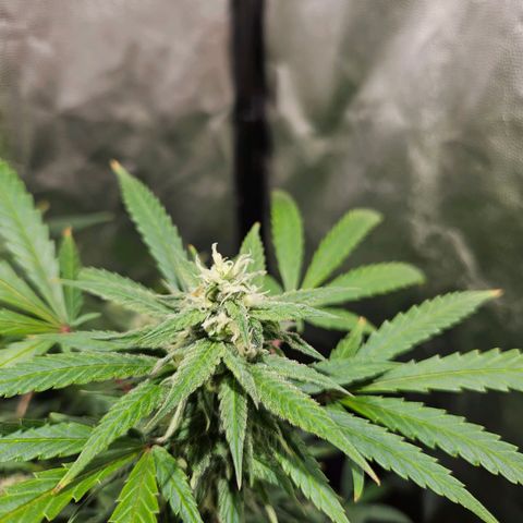 Gelatto#33 #1 growlog photo: Loscogordos