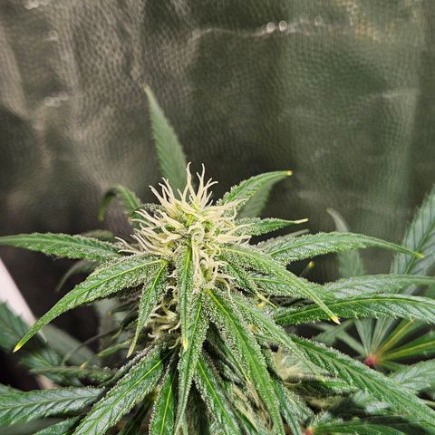 Gelatto#33 #1 growlog photo: Loscogordos