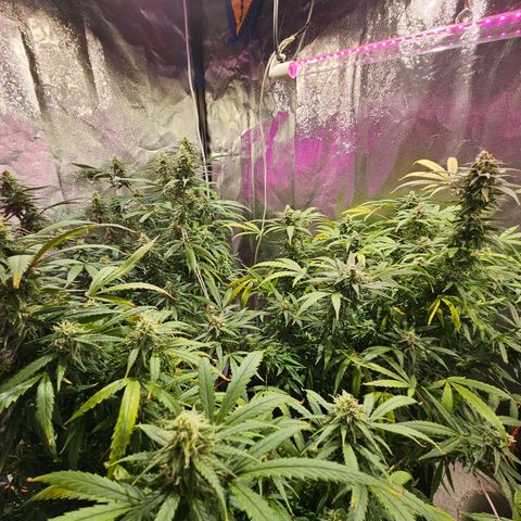 Gelatto#33 #1 growlog timeline photo
