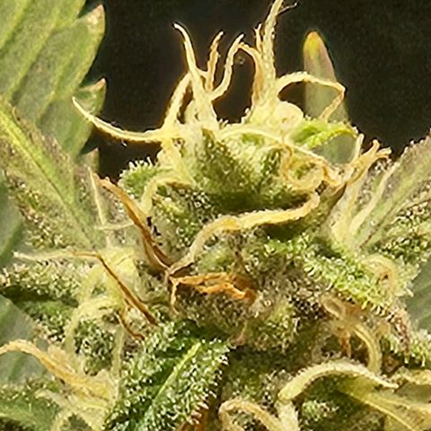 Gelatto#33 #1 growlog timeline photo