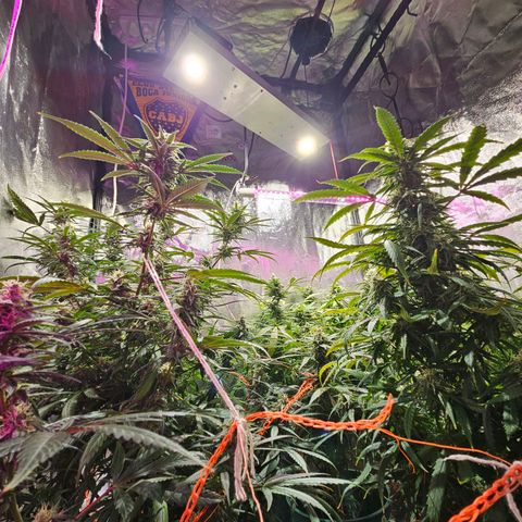 Gelatto#33 #1 growlog timeline photo