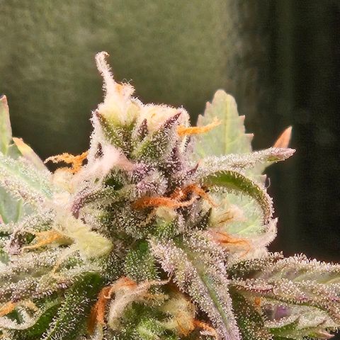Gelatto#33 #1 growlog timeline photo