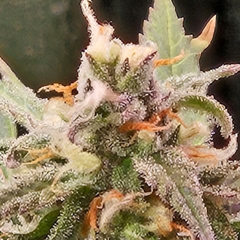 Gelatto#33 #1 growlog timeline photo