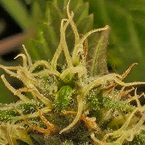 Gelatto#33 #1 growlog timeline photo