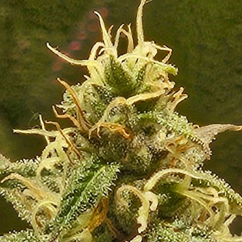 Gelatto#33 #1 growlog timeline photo