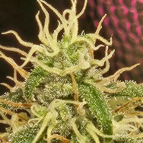 Gelatto#33 #1 growlog timeline photo