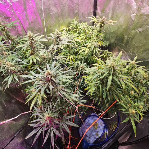 Gelatto#33 #1 growlog timeline photo