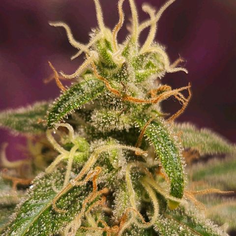 Gelatto#33 #1 growlog photo: Aprendiendo fotografía con las plantas 