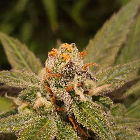 Gelatto#33 #1 growlog photo: Aprendiendo fotografía con las plantas 