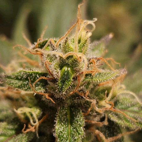 Gelatto#33 #1 growlog photo: Aprendiendo fotografía con las plantas 