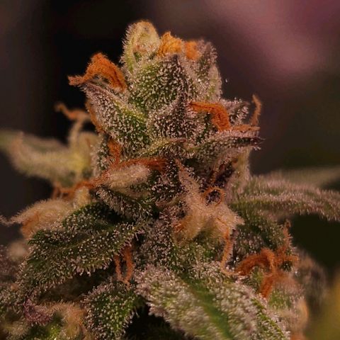 Gelatto#33 #1 growlog photo: Aprendiendo fotografía con las plantas 