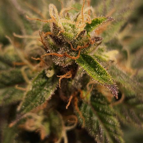 Gelatto#33 #1 growlog photo: Aprendiendo fotografía con las plantas 