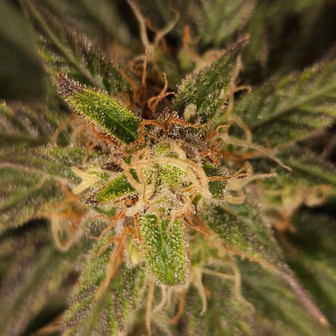 Gelatto#33 #1 growlog photo: Aprendiendo fotografía con las plantas 