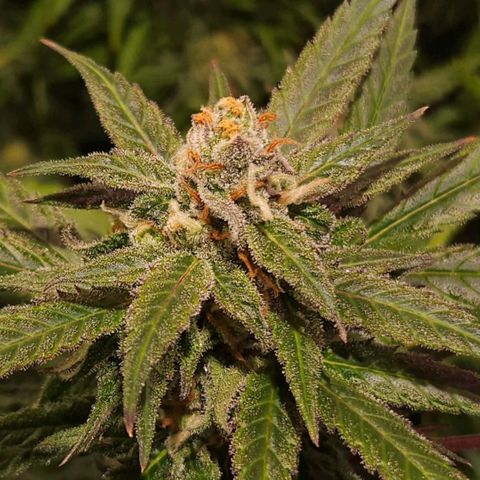 Gelatto#33 #1 growlog photo: Aprendiendo fotografía con las plantas 