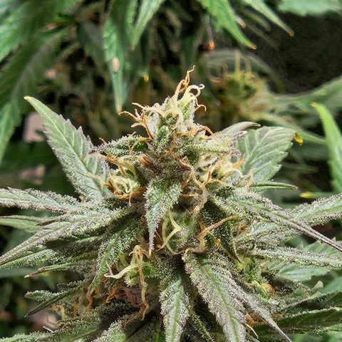 Gelatto#33 #1 growlog photo: Aprendiendo fotografía con las plantas 