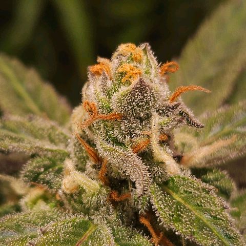 Gelatto#33 #1 growlog photo: Aprendiendo fotografía con las plantas 