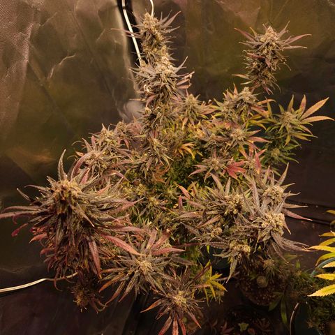 Gelatto#33 #1 growlog timeline photo