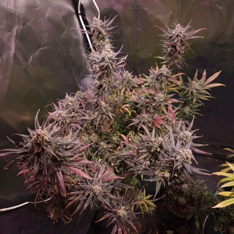 Gelatto#33 #1 growlog timeline photo