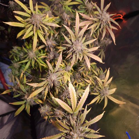 Gelatto#33 #3 growlog timeline photo