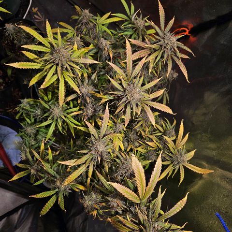 Gelatto#33 #3 growlog timeline photo