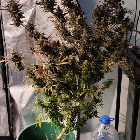 Gelatto#33 #1 growlog timeline photo