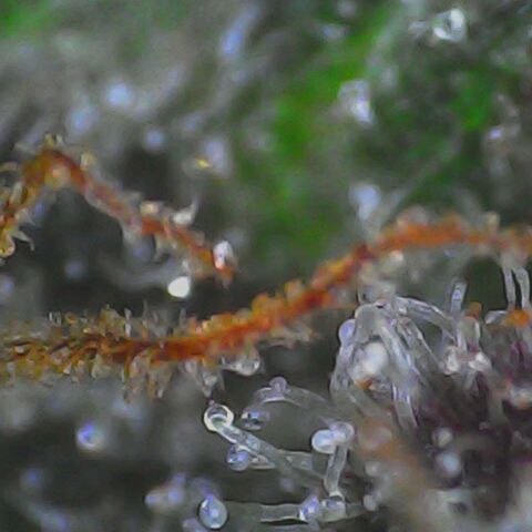 Gelatto#33 #1 growlog timeline photo