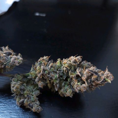 Gelatto#33 #1 growlog timeline photo