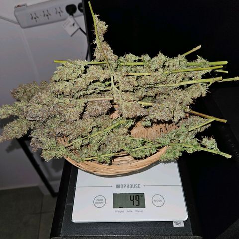 Gelatto#33 #1 growlog timeline photo