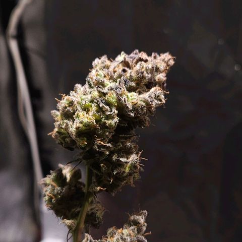 Gelatto#33 #1 growlog timeline photo