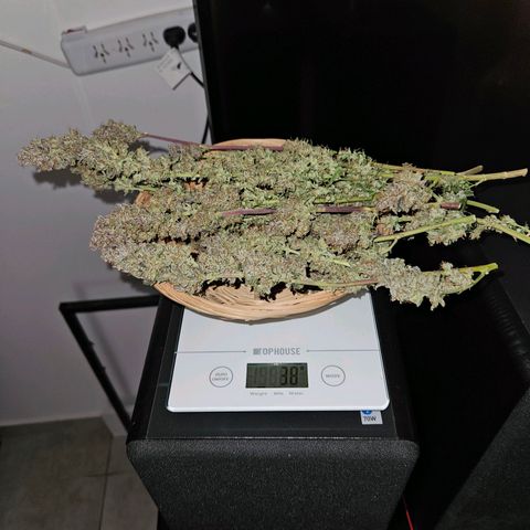Gelatto#33 #1 growlog timeline photo