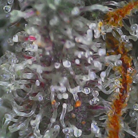 Gelatto#33 #1 growlog timeline photo