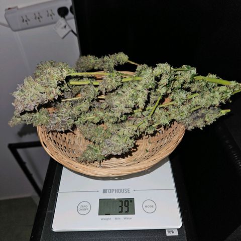 Gelatto#33 #1 growlog timeline photo