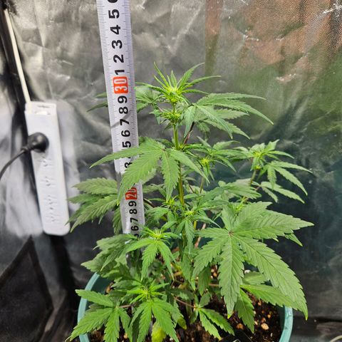 AK74  #1 growlog photo: Esta dije que se iba a llamar ARTILUGIOLD 