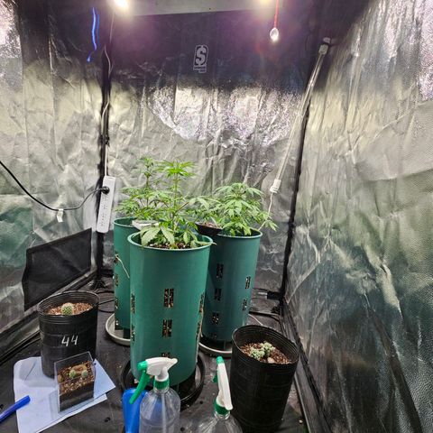 AK74  #1 growlog photo: En fase de crecimiento 