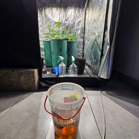 AK74  #1 growlog photo: En fase de crecimiento 