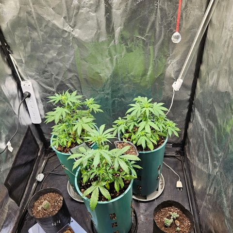 AK74  #1 growlog photo: En fase de crecimiento 