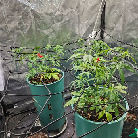 AK74  #1 growlog timeline photo