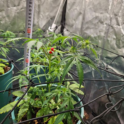 AK74  #1 growlog timeline photo