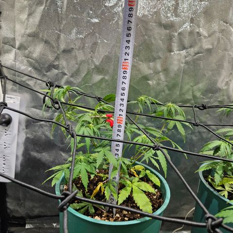 AK74  #1 growlog timeline photo