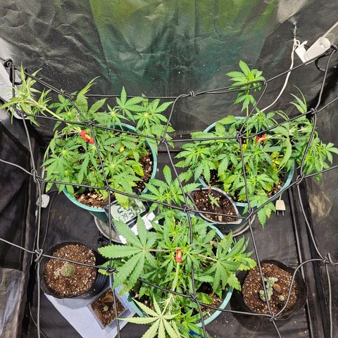 AK74  #1 growlog timeline photo