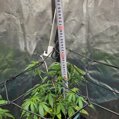 AK74  #1 growlog timeline photo